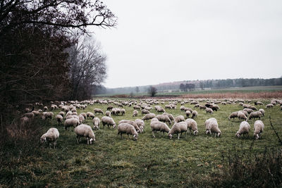 Flock of sheep on field