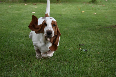 Portrait of dog looking away on field