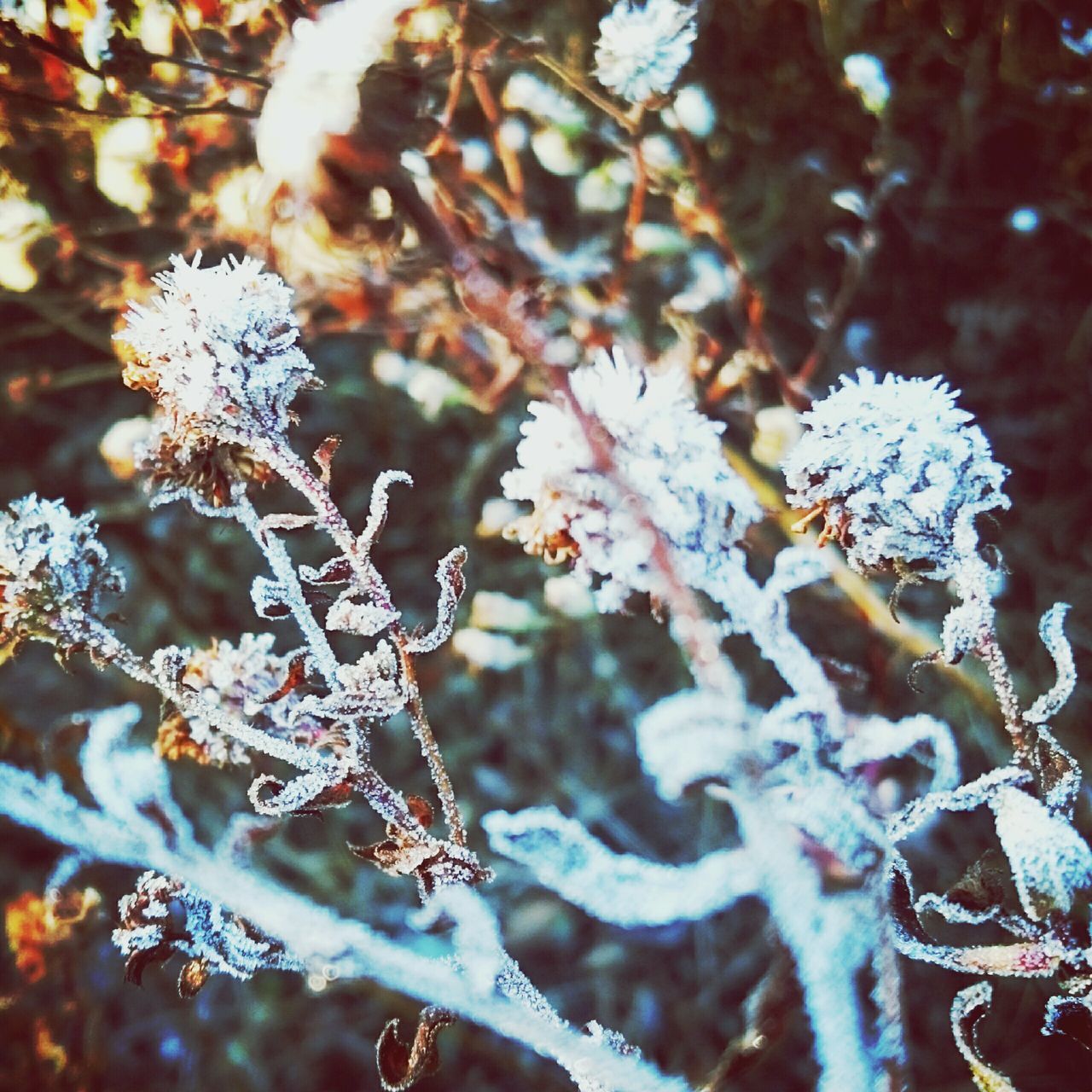 flower, branch, tree, focus on foreground, nature, growth, season, beauty in nature, fragility, close-up, snow, winter, plant, day, freshness, outdoors, selective focus, cold temperature, no people, white color