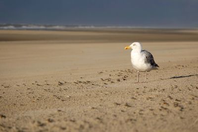 Close-up of seagull perching on sand