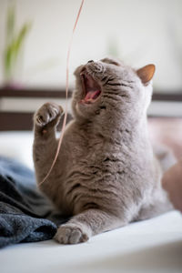 Close-up of cat sleeping on table