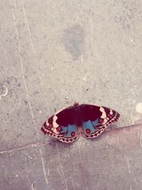 High angle view of butterfly on footpath