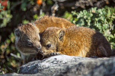 Couple of wild marmot in love at sunset in table mountain, south africa