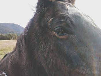 Close-up portrait of cow