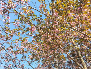 Low angle view of tree against sky