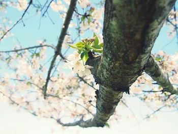 Low angle view of white flowers