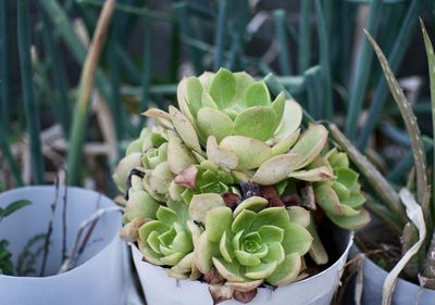 Close-up of succulent plant on field