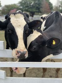 Close-up of cow