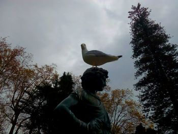 Bird perching on tree against sky