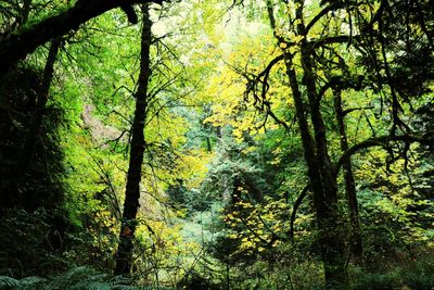 Trees in forest during autumn