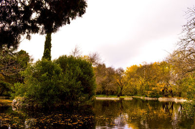 Reflection of trees in lake