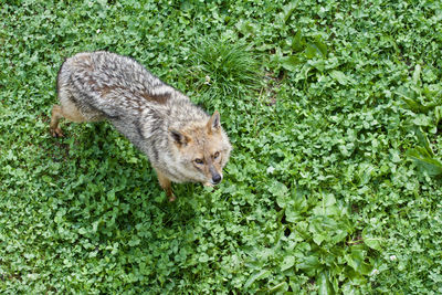 High angle view of squirrel on land