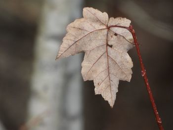 Close-up of dry maple leaves on tree