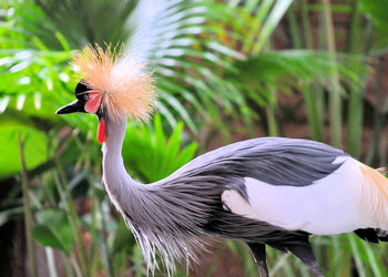 Close-up of bird against blurred background