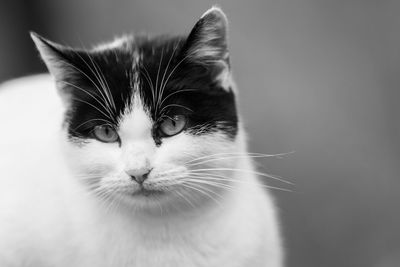 Close-up portrait of cat