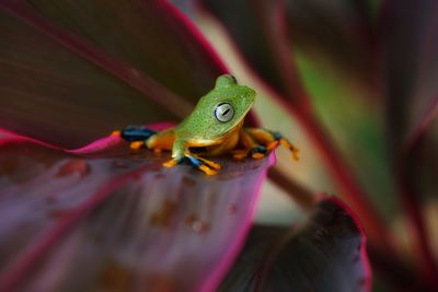 Close-up of a frog on purple leaf
