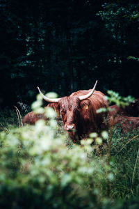 High angle view of cow on field