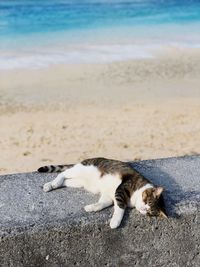 Cat on beach