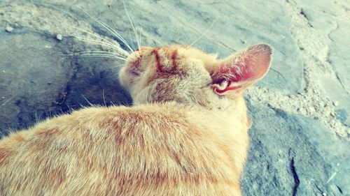 Close-up of ginger cat yawning