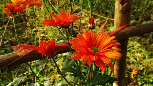 Close-up of orange flowering plants