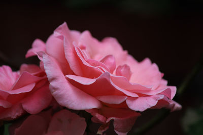 Close-up of pink rose