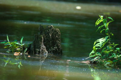 Close-up of turtle swimming in lake