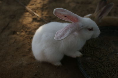 Close-up of white rabbit