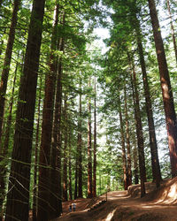 Trees growing in forest