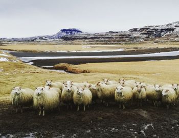 Flock of sheep in a field