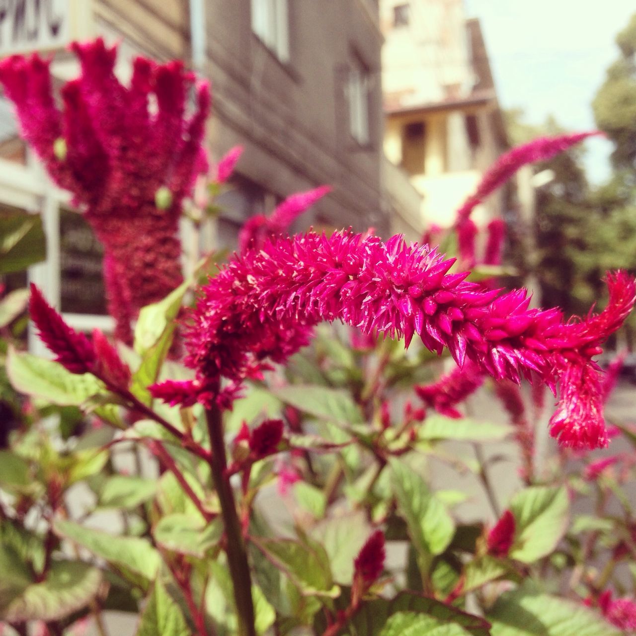 flower, growth, pink color, fragility, freshness, beauty in nature, close-up, plant, petal, bud, focus on foreground, building exterior, nature, architecture, in bloom, selective focus, springtime, blossom, day, new life, botany, softness, outdoors, vibrant color, flower head, blooming