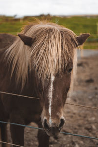 Close-up of a horse on field