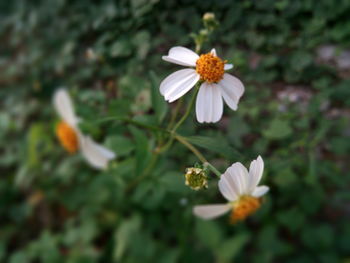 Close-up of white flowers blooming outdoors