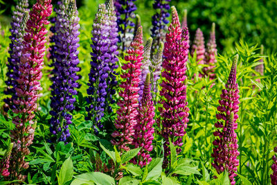 Close-up of purple flowering plants in garden