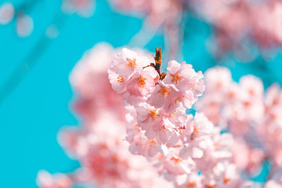 Close-up of pink cherry blossom