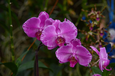 Close-up of pink flowers