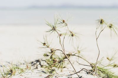 Close-up of plant against blurred background