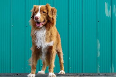 View of dog looking away