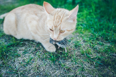 Cat on grass