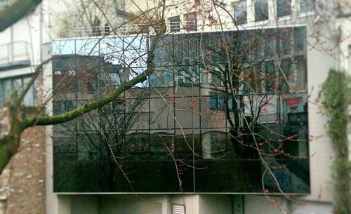 Bare trees in front of building