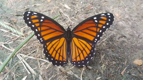 Close-up of butterfly on flower