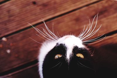 Close-up of cat