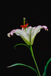 Close-up of day lily against black background