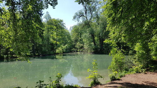 Scenic view of lake by trees in forest