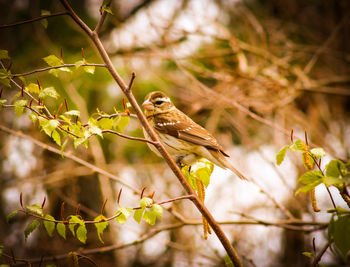 Bird perching on a branch