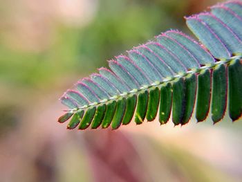 Close-up of green leaves on plant