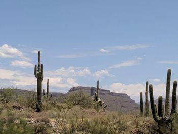 Cactus on field against sky