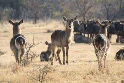 Waterbuck in south africa