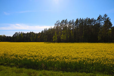 Scenic view of oilseed rape field against sky