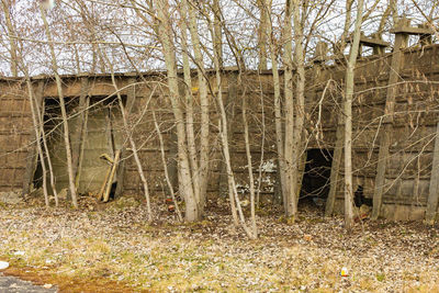 Bare trees on field in forest