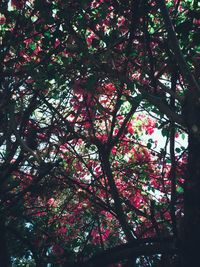 Low angle view of cherry blossom tree